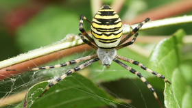 Немецкие учёные предложили выпускать пестициды из яда пауков